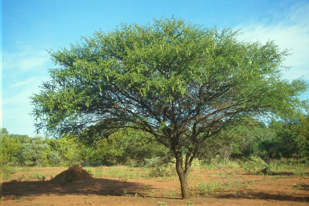 Acacia nilotica Scentedpod Acacia Lekkerruikpeul motsha umnqawe